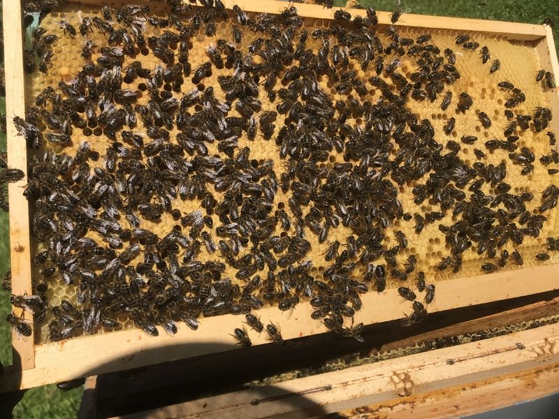 La ruche Bachata