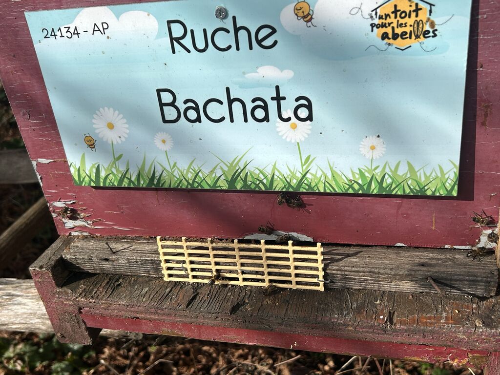 La ruche Bachata