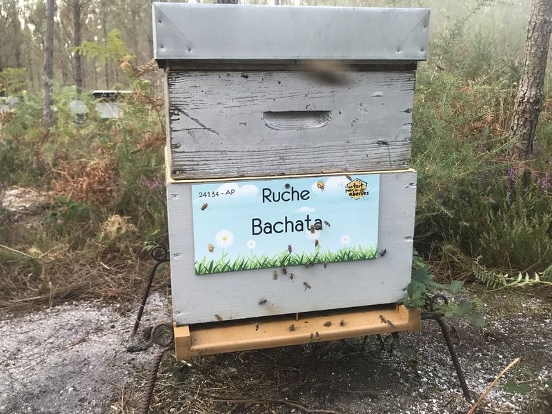 La ruche Bachata