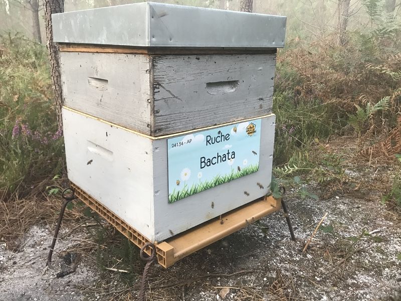 La ruche Bachata