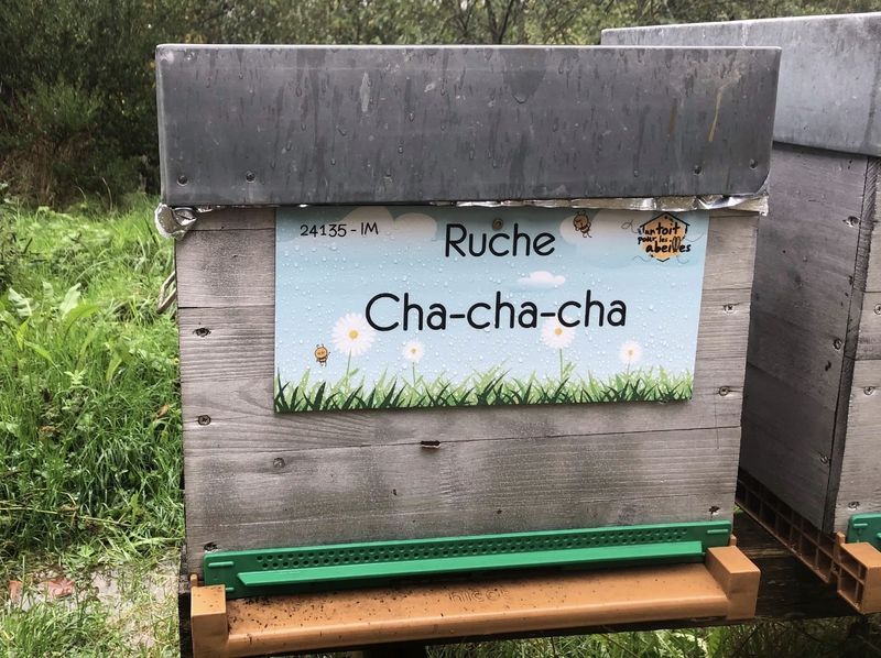 La ruche Cha-cha-cha