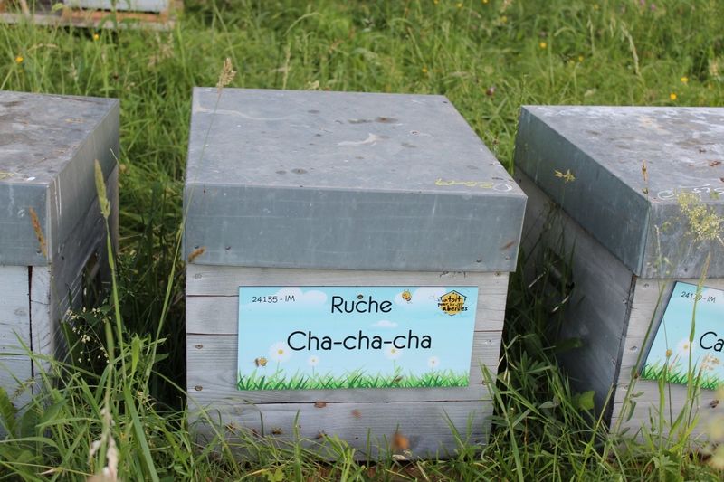 La ruche Cha-cha-cha
