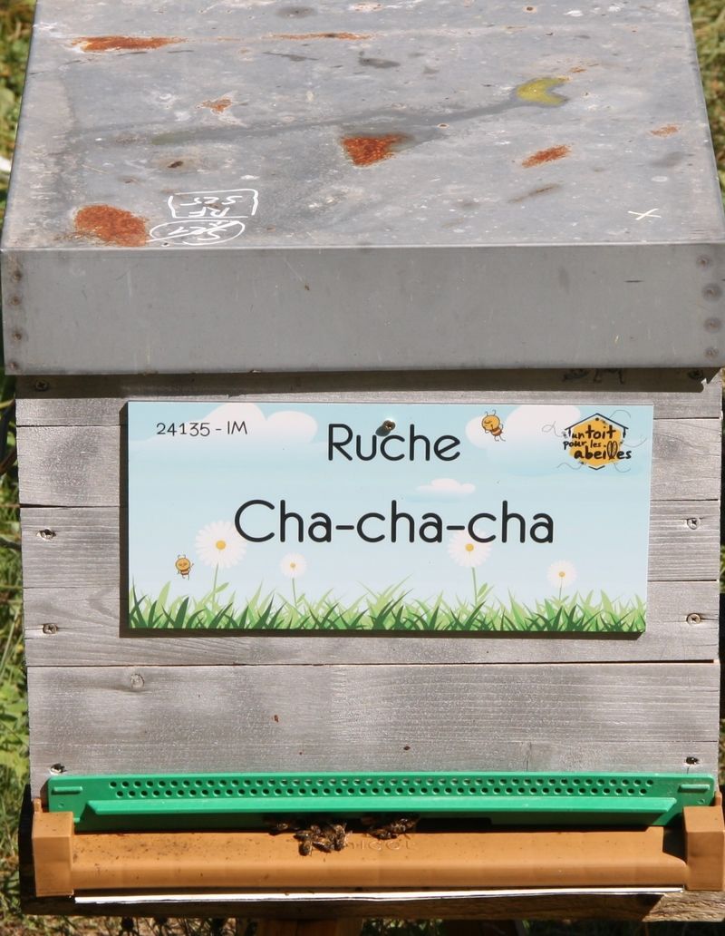 La ruche Cha-cha-cha