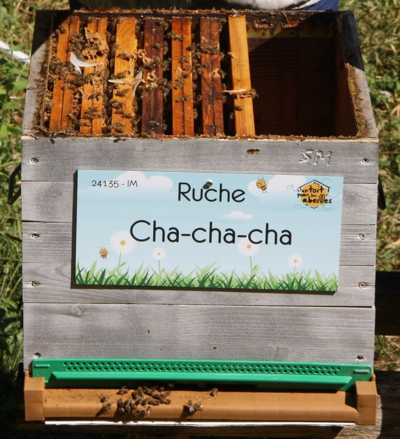 La ruche Cha-cha-cha