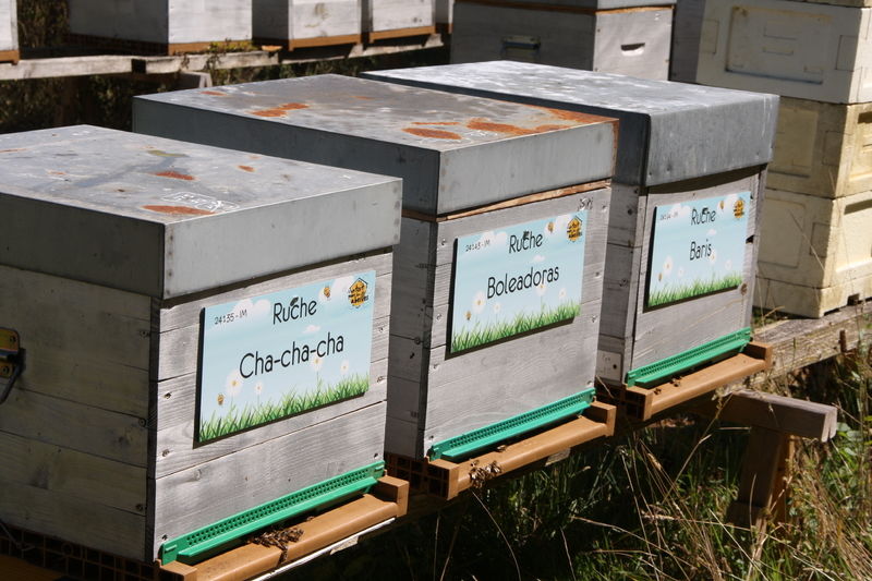 La ruche Cha-cha-cha