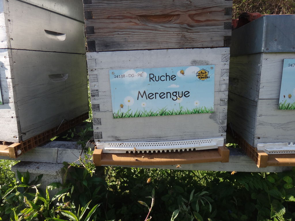 La ruche Merengue