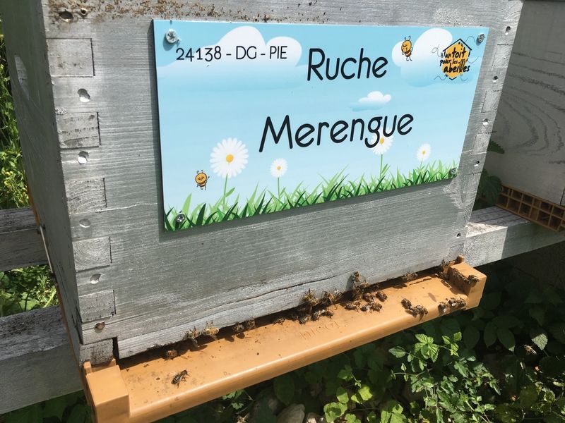 La ruche Merengue