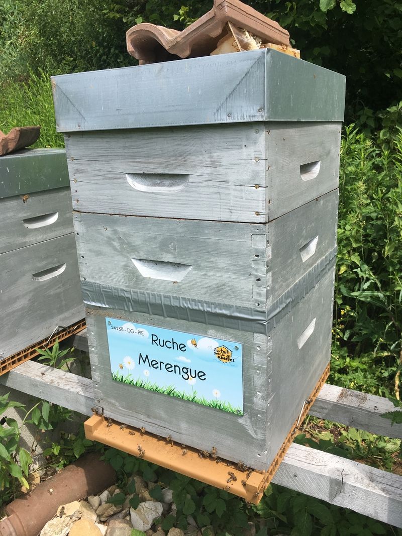 La ruche Merengue