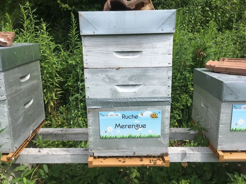 La ruche Merengue