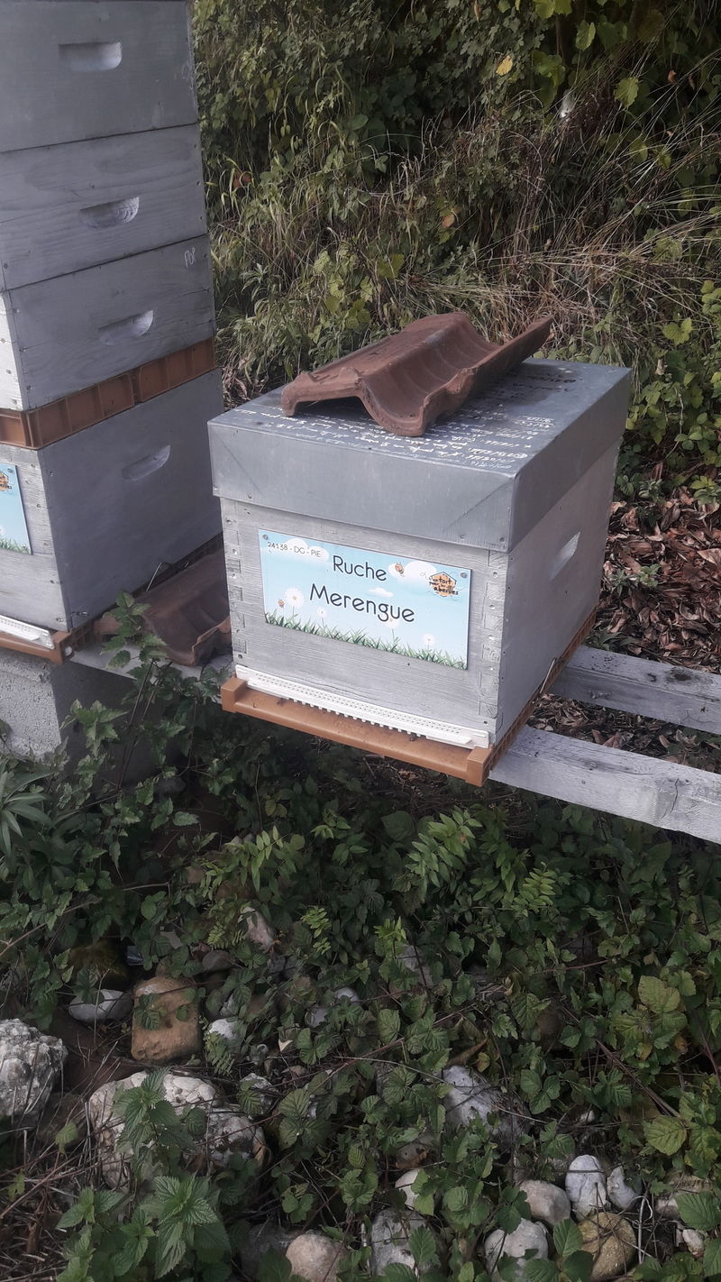 La ruche Merengue