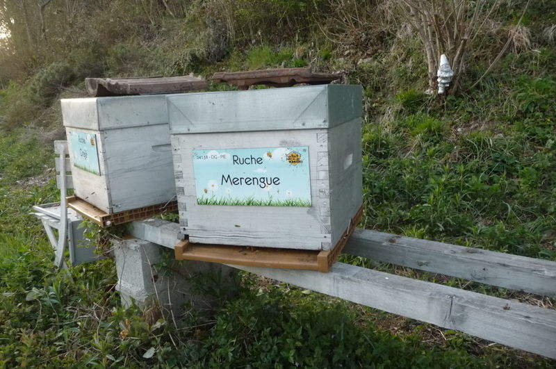 La ruche Merengue