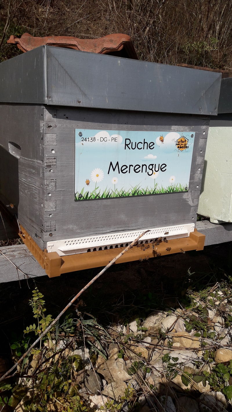 La ruche Merengue