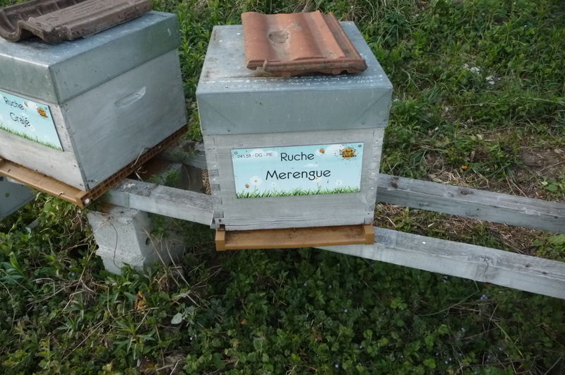 La ruche Merengue