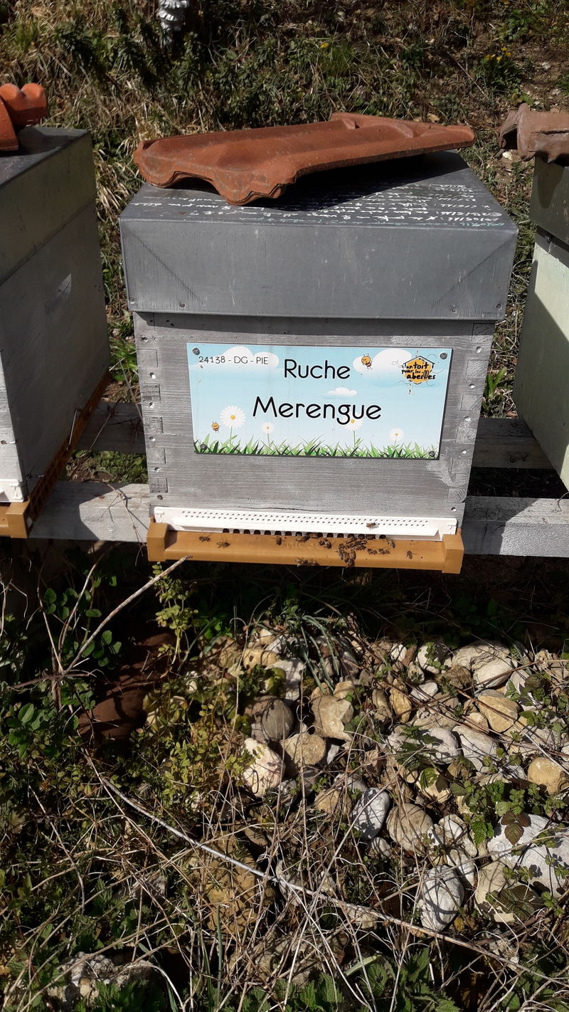 La ruche Merengue