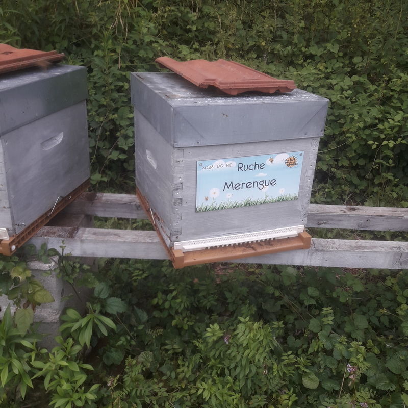 La ruche Merengue