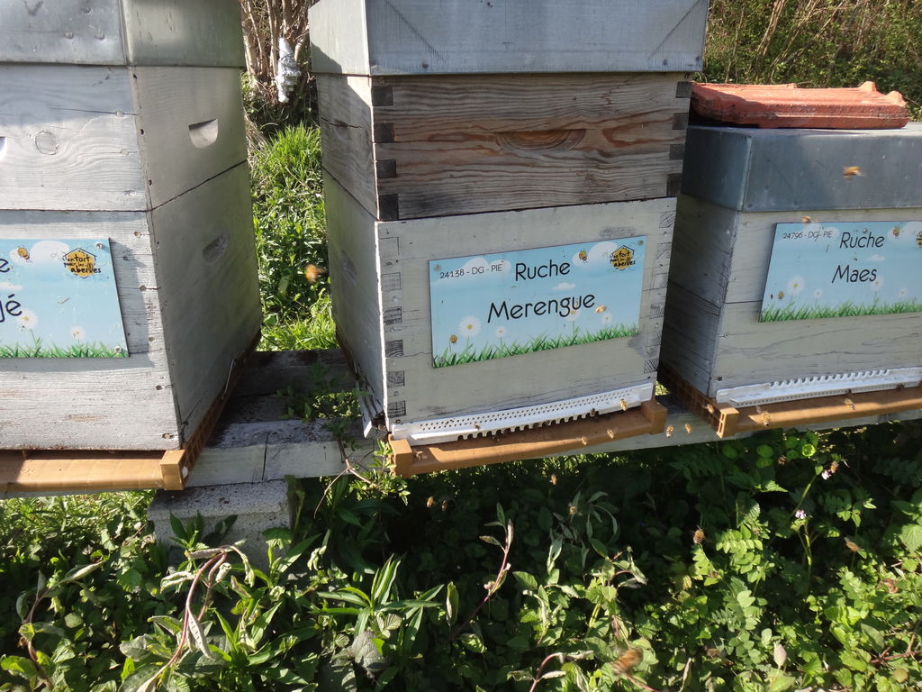 La ruche Merengue