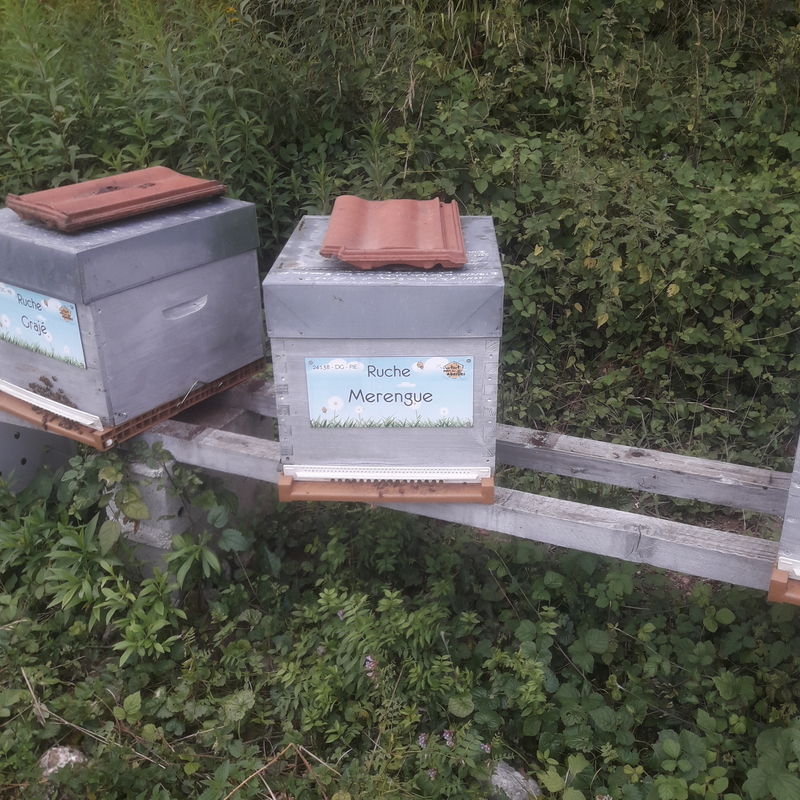 La ruche Merengue