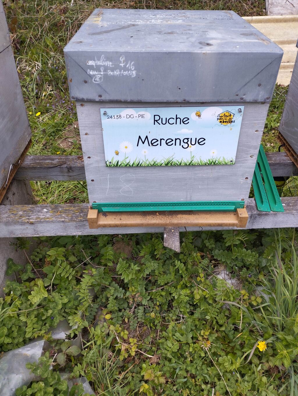 La ruche Merengue