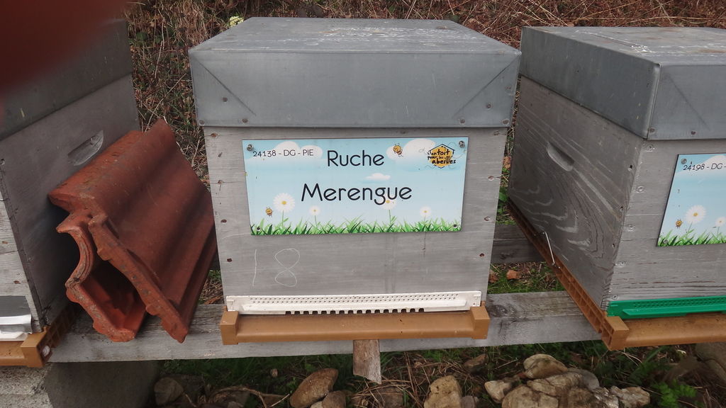 La ruche Merengue