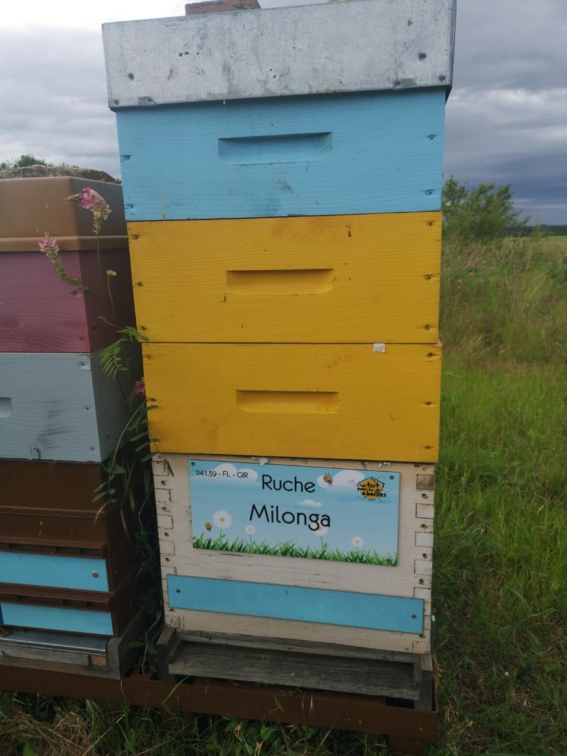 La ruche Milonga