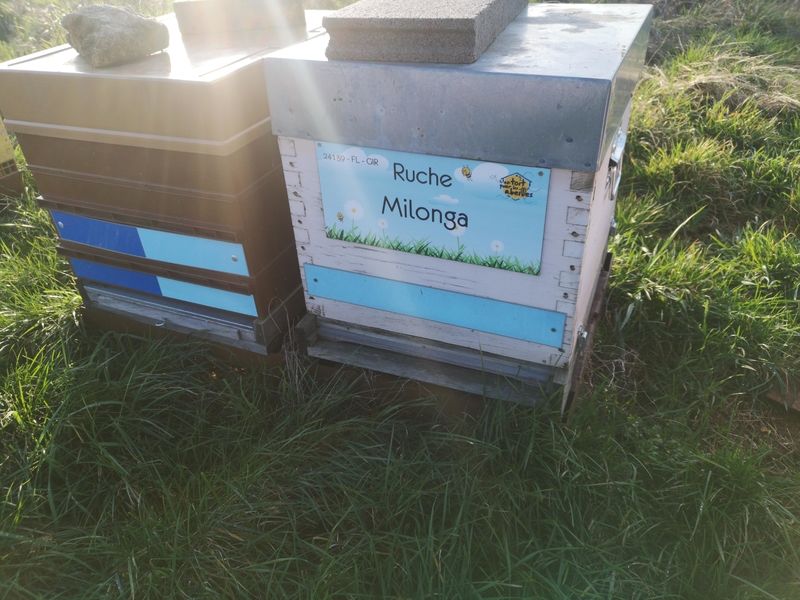 La ruche Milonga