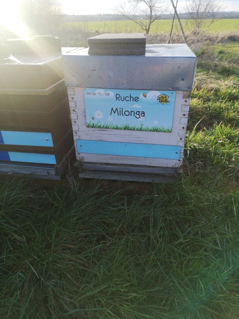 La ruche Milonga