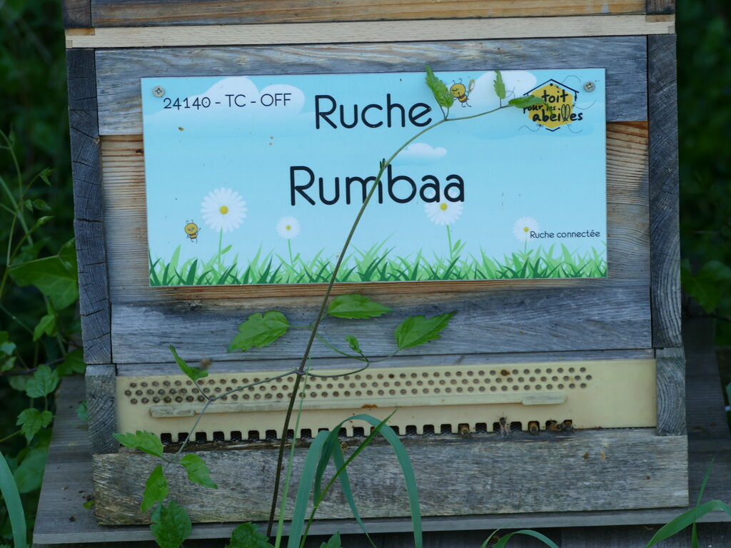La ruche Rumbaa
