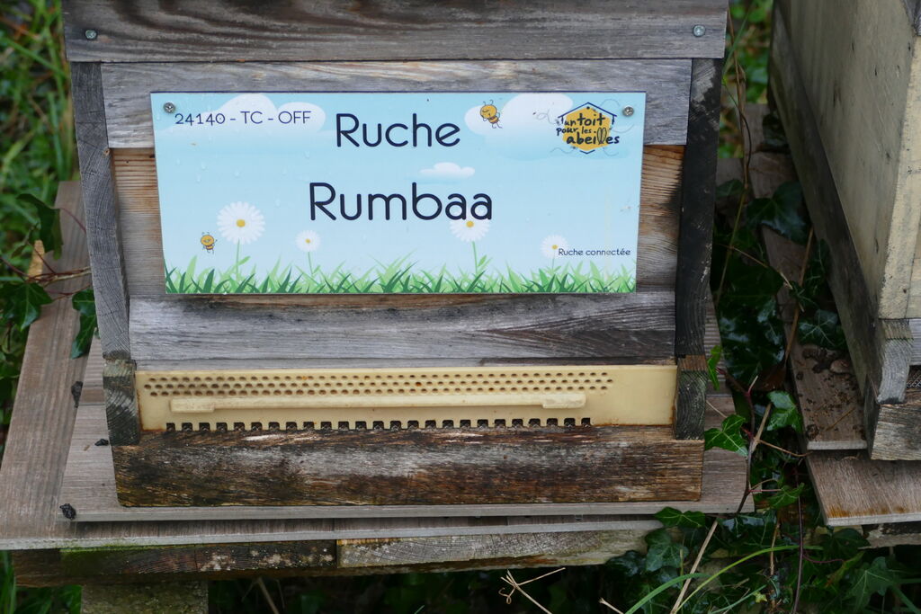 La ruche Rumbaa