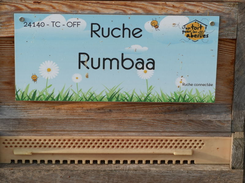 La ruche Rumbaa