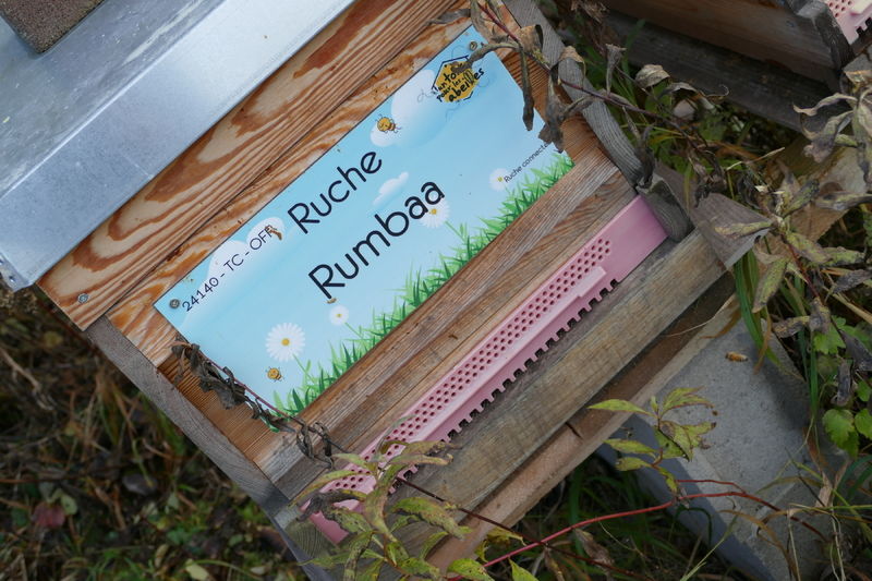 La ruche Rumbaa