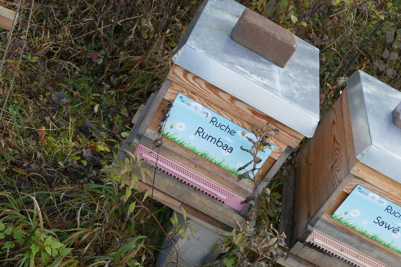 La ruche Rumbaa