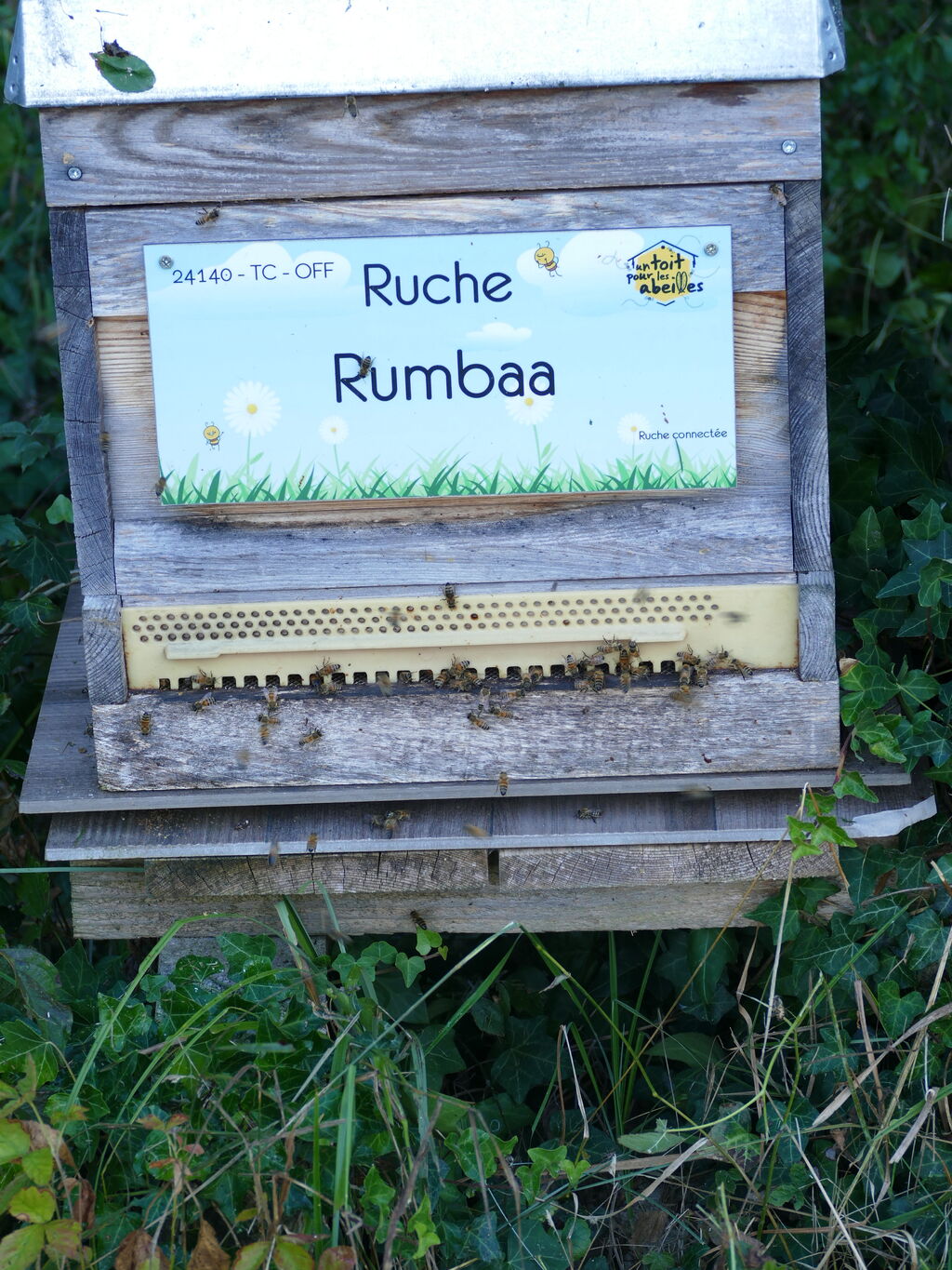 La ruche Rumbaa