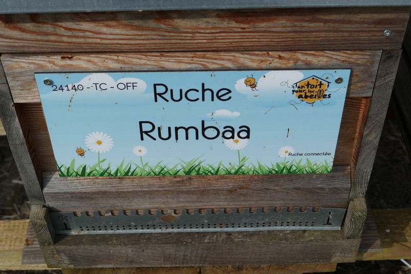 La ruche Rumbaa