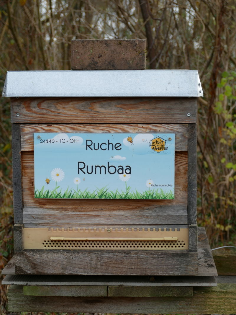 La ruche Rumbaa