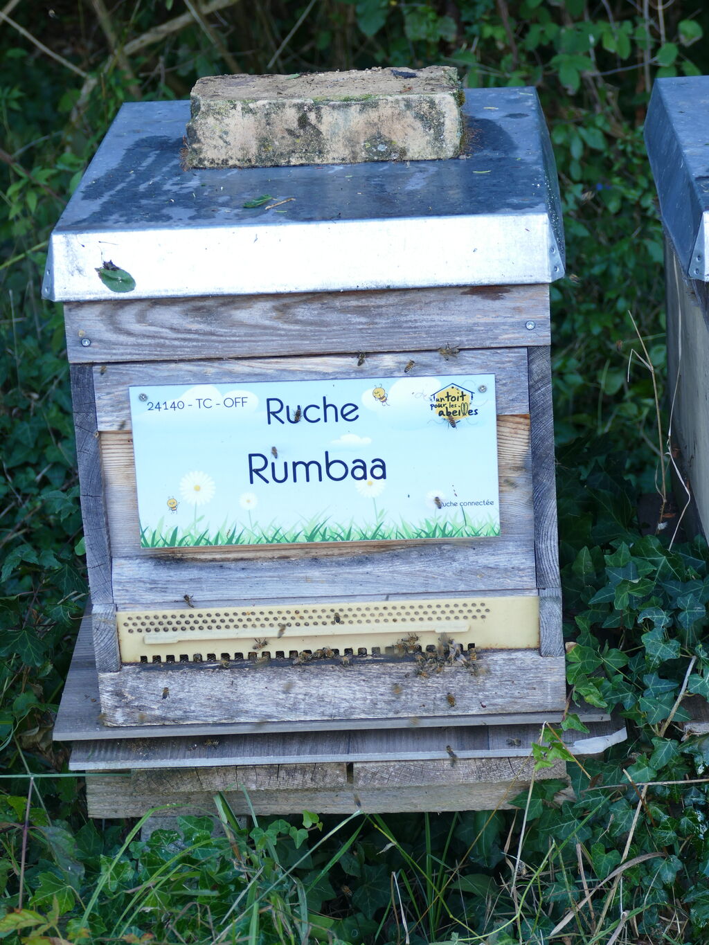La ruche Rumbaa