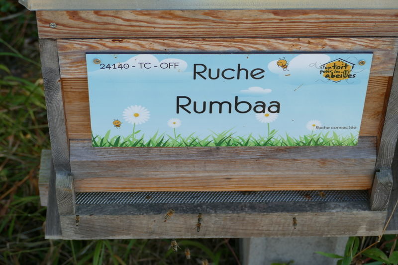 La ruche Rumbaa