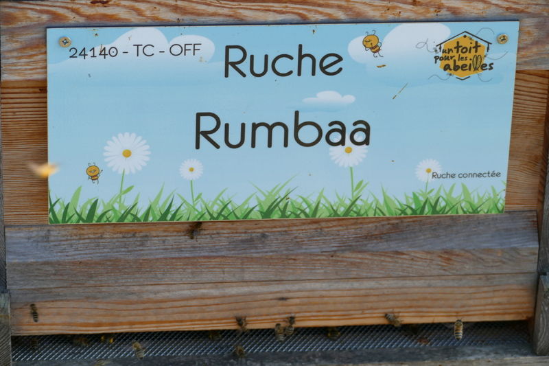 La ruche Rumbaa