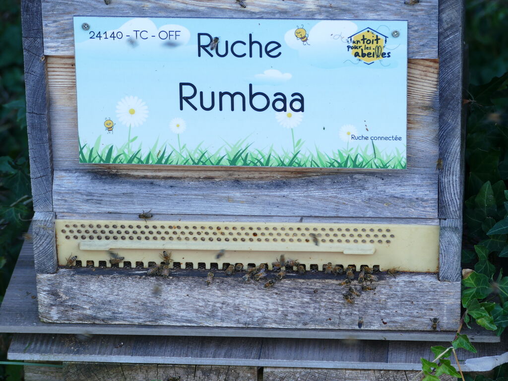 La ruche Rumbaa