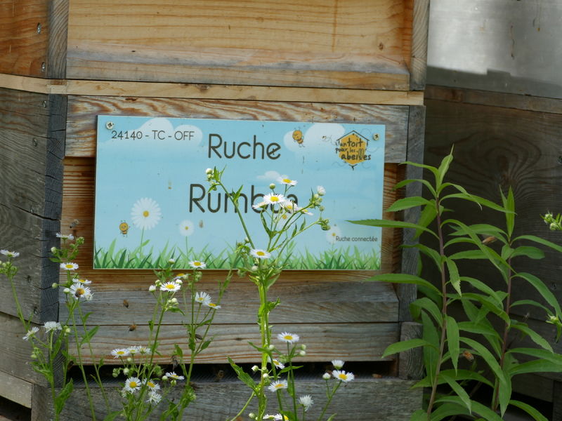 La ruche Rumbaa