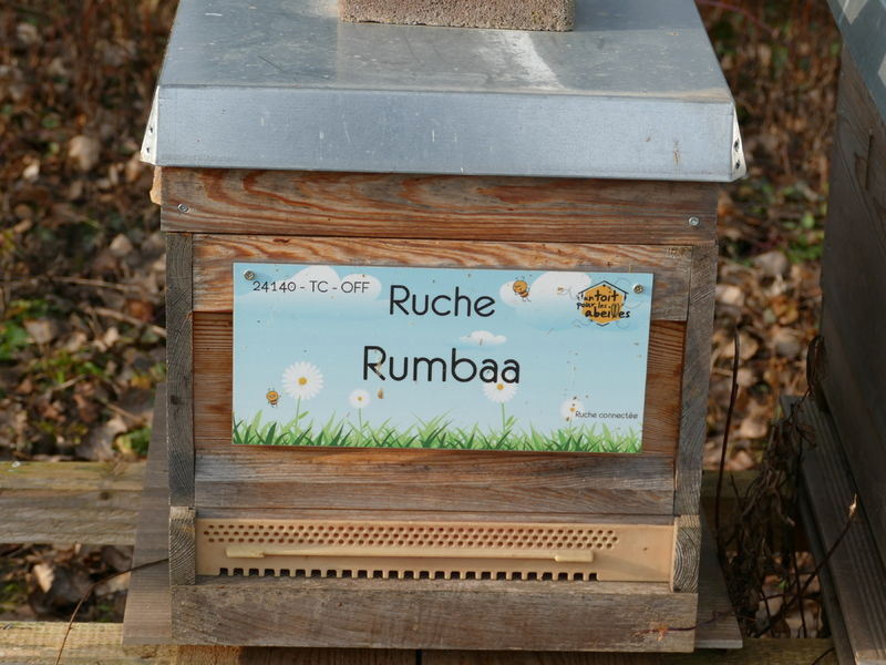 La ruche Rumbaa