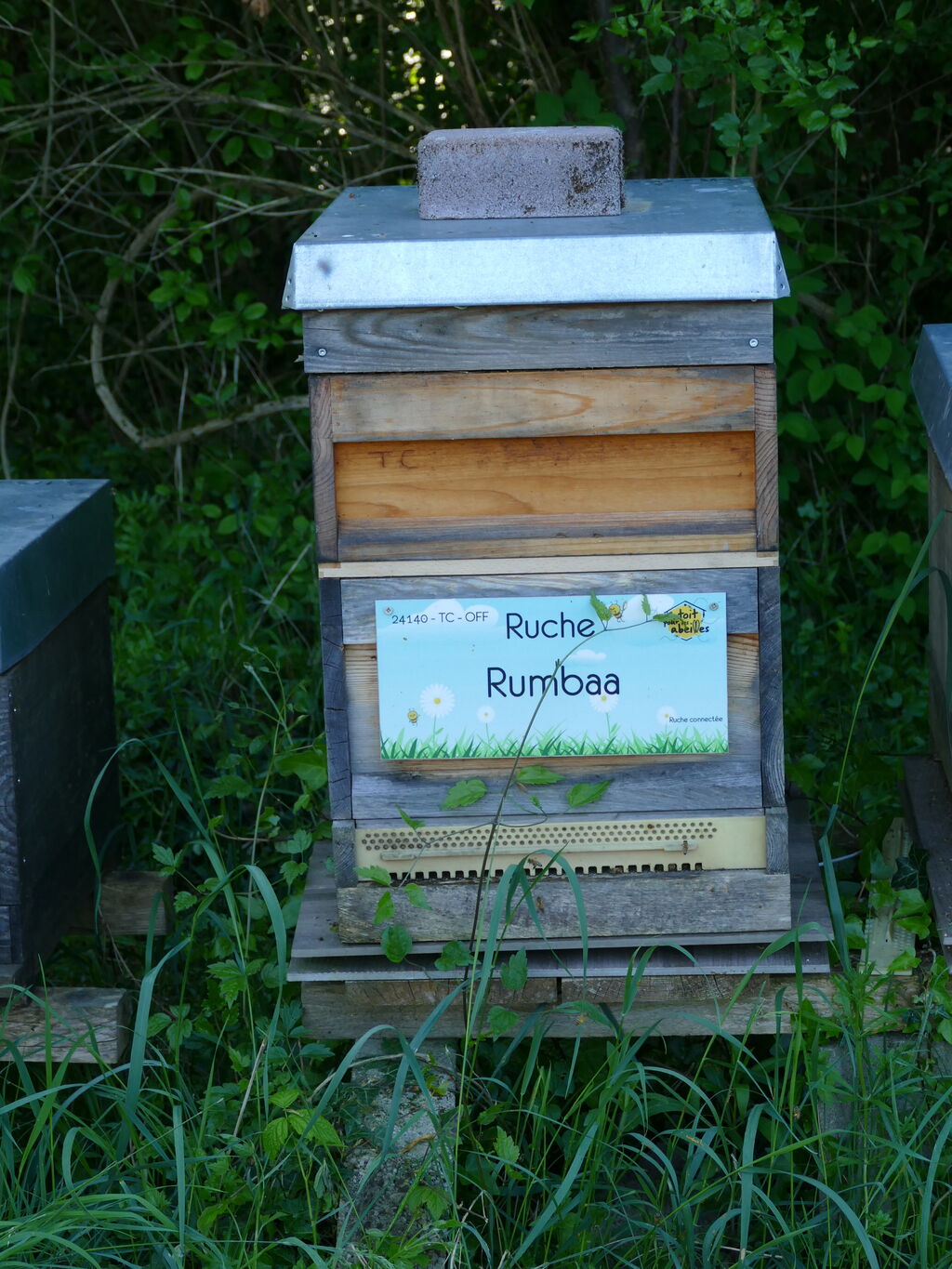 La ruche Rumbaa