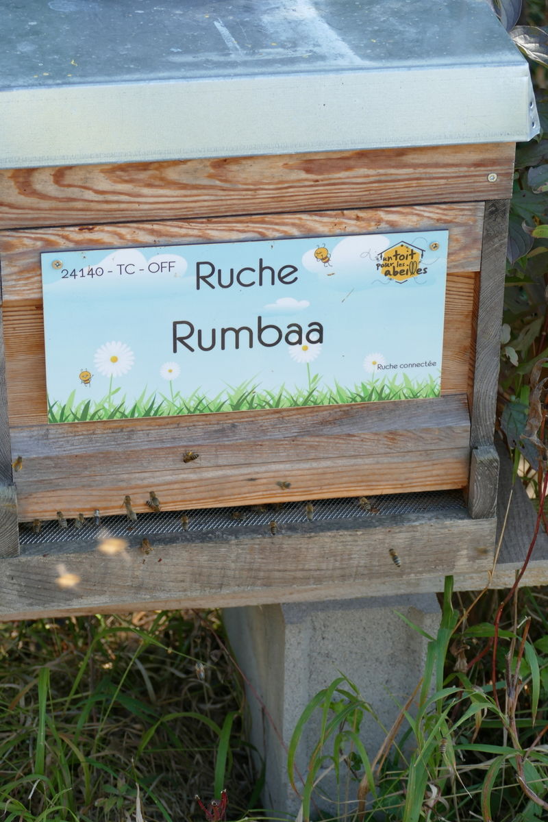 La ruche Rumbaa