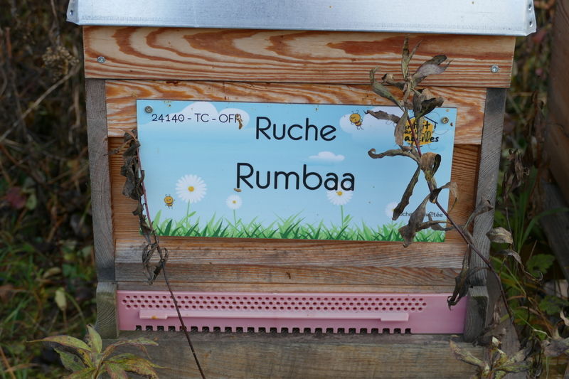 La ruche Rumbaa