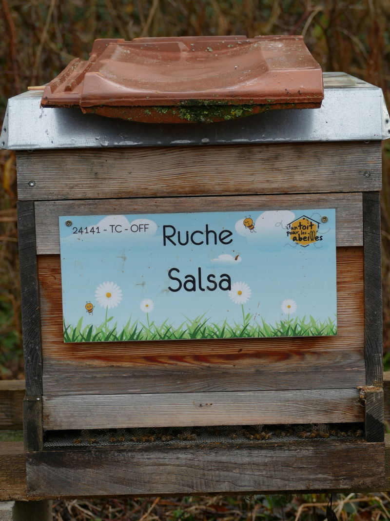 La ruche Salsa
