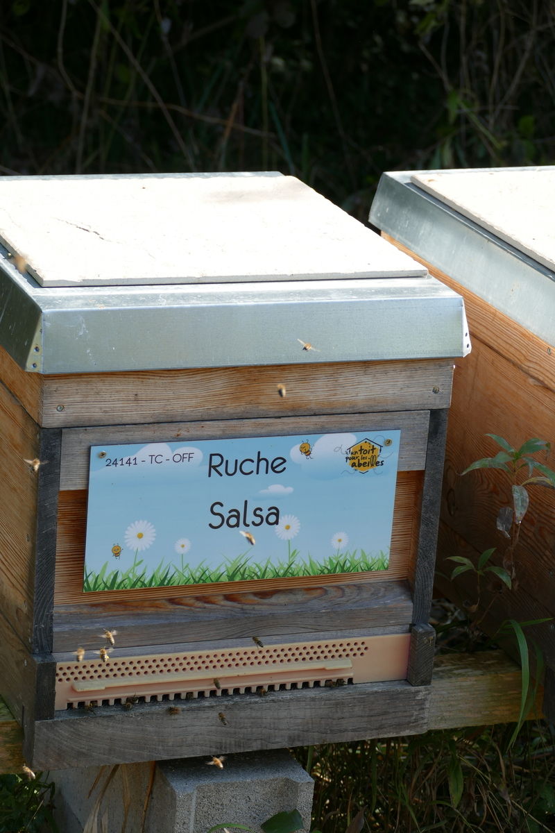 La ruche Salsa