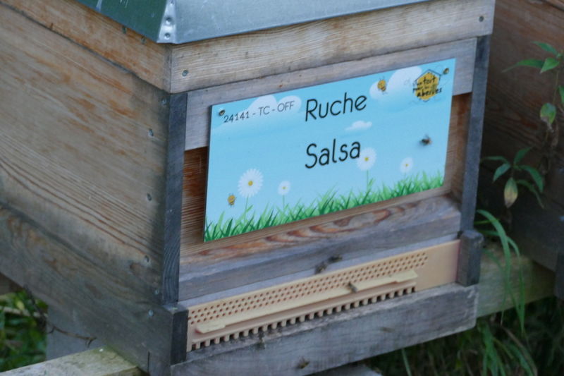 La ruche Salsa