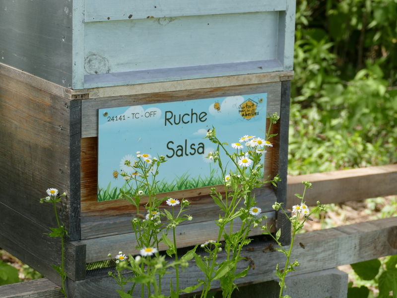 La ruche Salsa