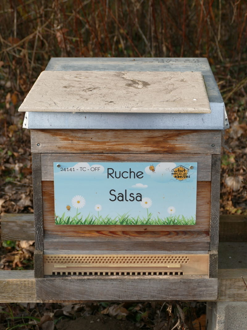 La ruche Salsa