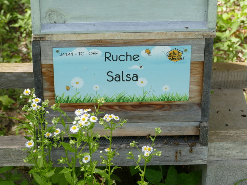 La ruche Salsa