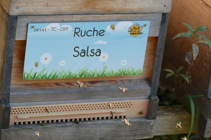 La ruche Salsa